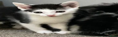 Domestic Shorthair Kitten 1