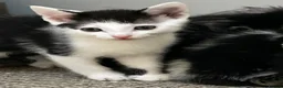Domestic Shorthair cats for sale: Kittens for sale!  - Advert 5