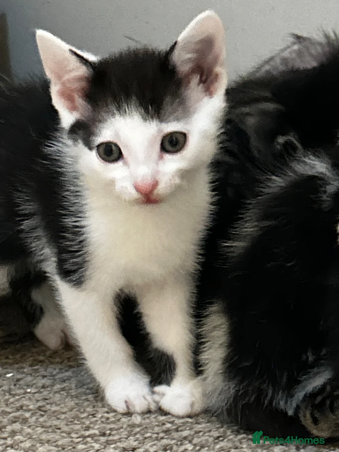 Domestic Shorthair cats for sale: Kittens for sale!  - Advert 5