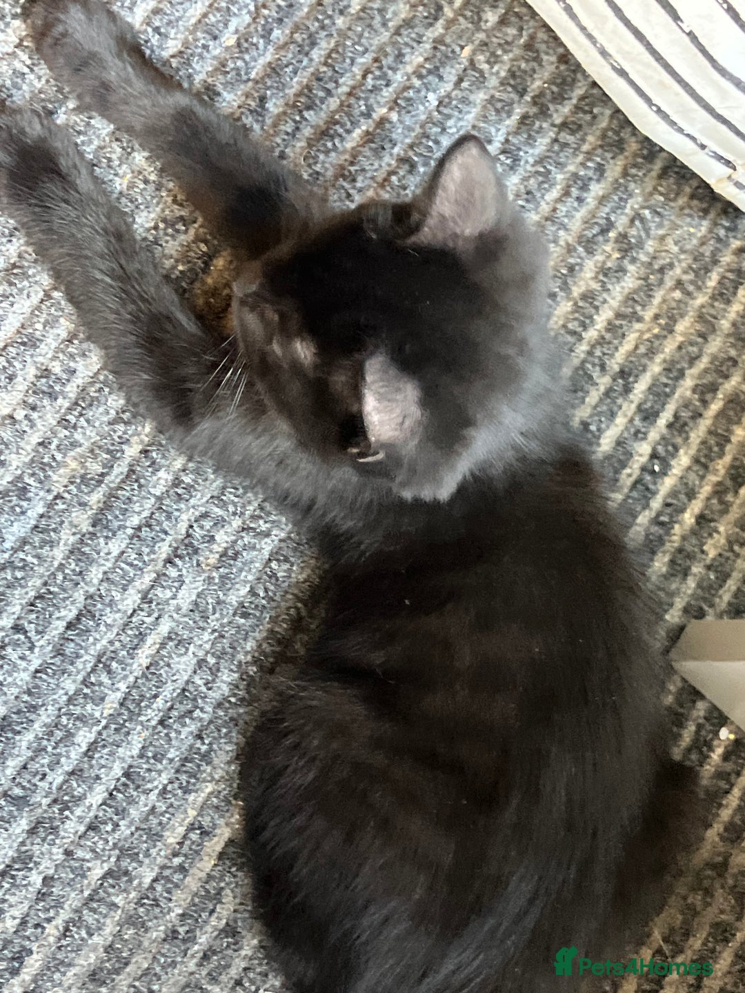 Mixed Breed cats for sale: 3 Black/brown striped Tabby cross Kittens  - Image 9