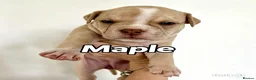 Mixed Breed dogs for sale: Exotic bullies - English bulldog x American bully - Advert 9