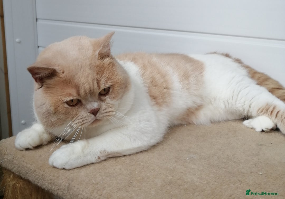 British Shorthair cats for stud: CHAMPION KAROWBIST FLOYDER  in Ruardean - Advert 1