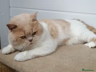 British Shorthair cats CHAMPION KAROWBIST FLOYDER in Ruardean - Advert 7