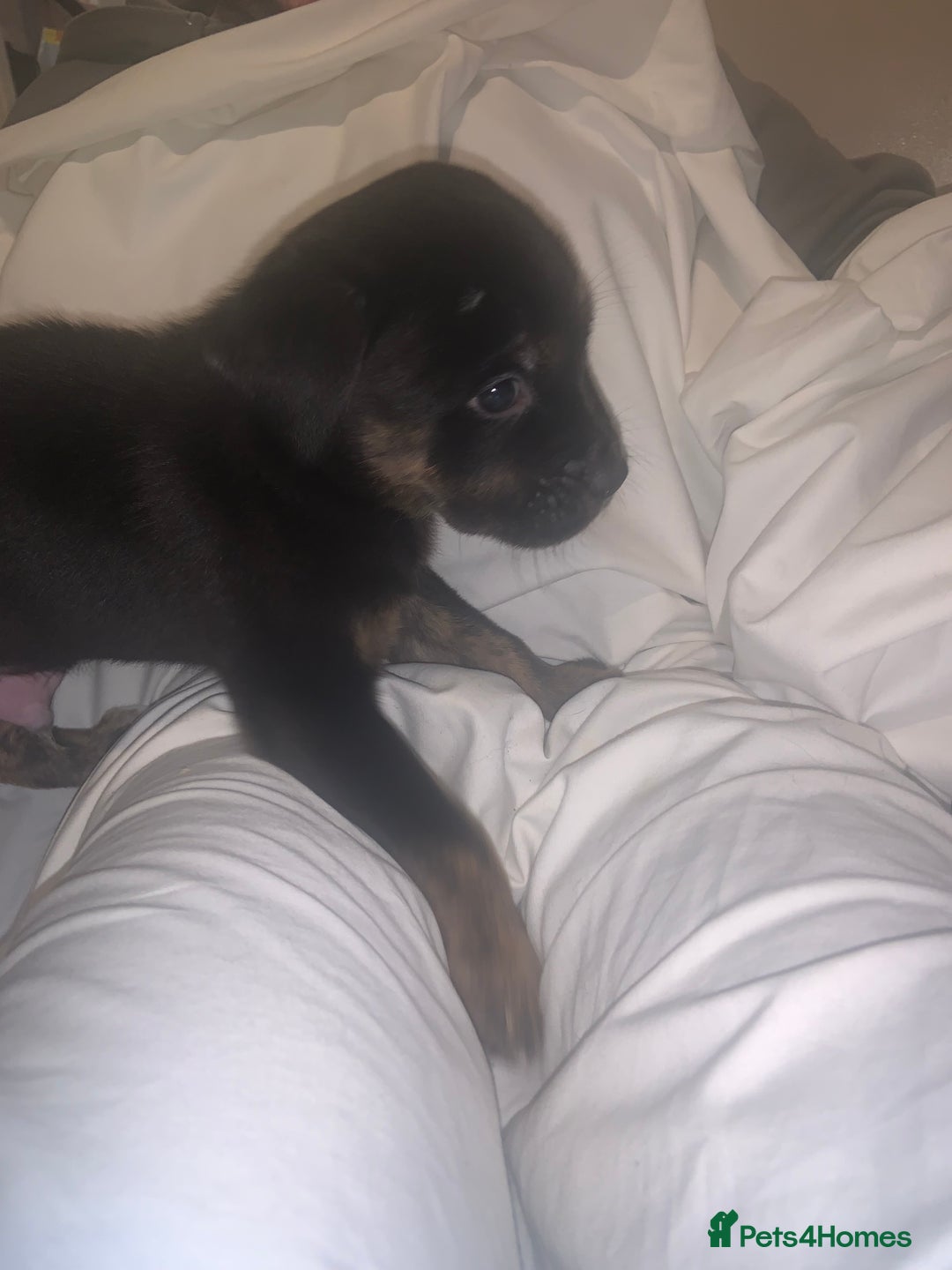 Mixed Breed dogs for sale: Rotti X puppies  - Advert 2