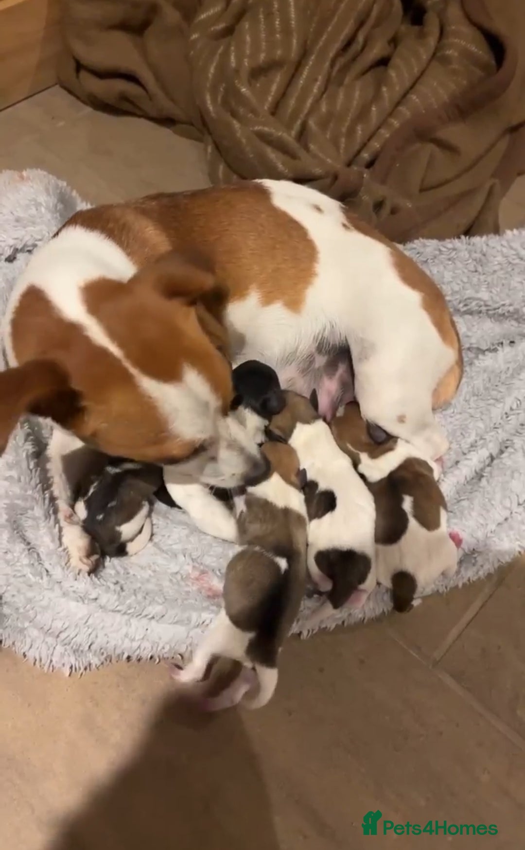 Jack Russell dogs for sale: Jack Russell pups  - Advert 1