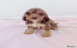 Cockapoo dogs for sale: Outstanding Cockapoo Puppies - Image 5