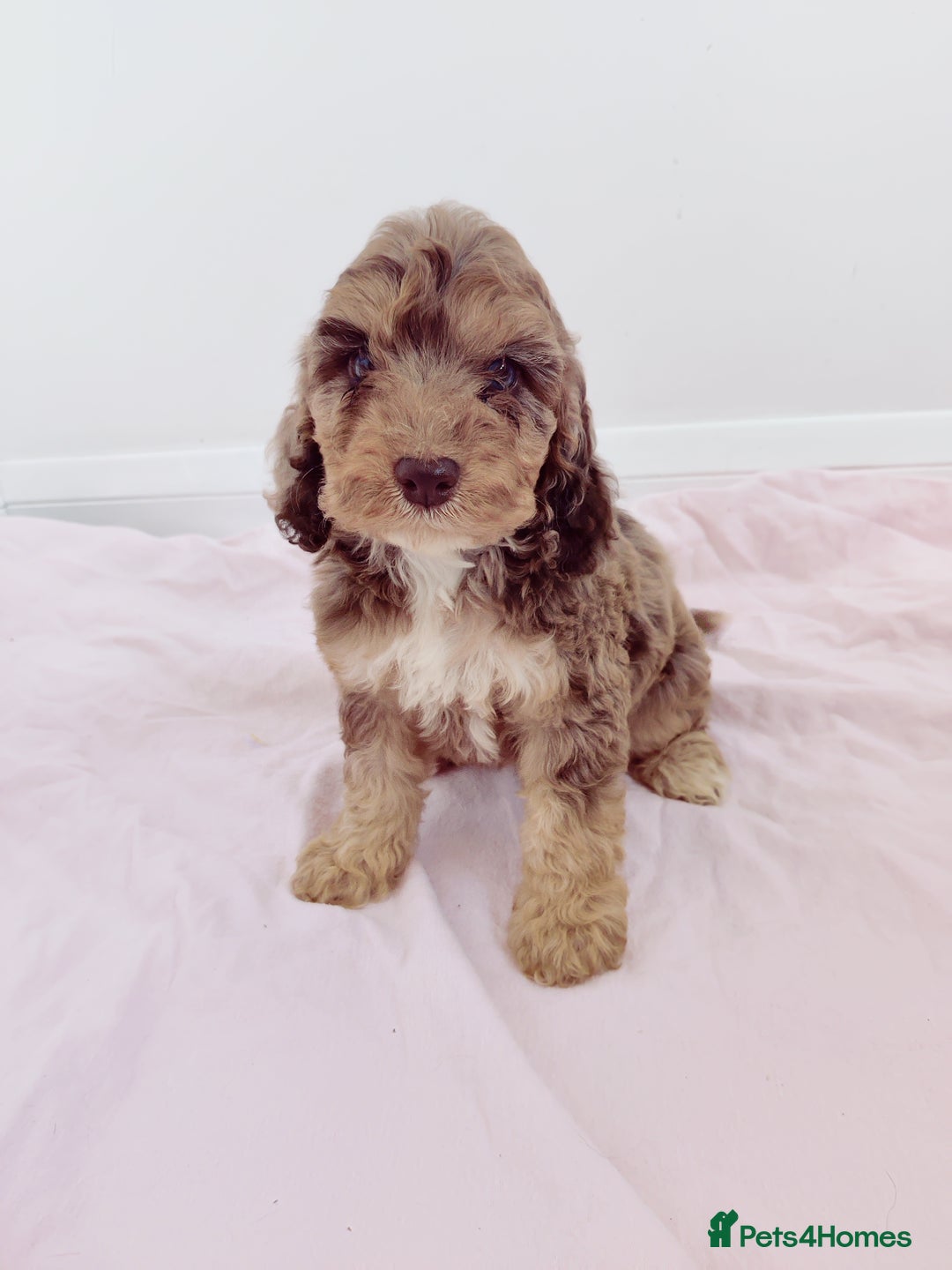 Cockapoo dogs for sale: Outstanding Cockapoo Puppies - Image 5