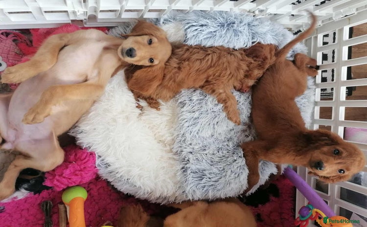 Mixed Breed dogs - Advert 8