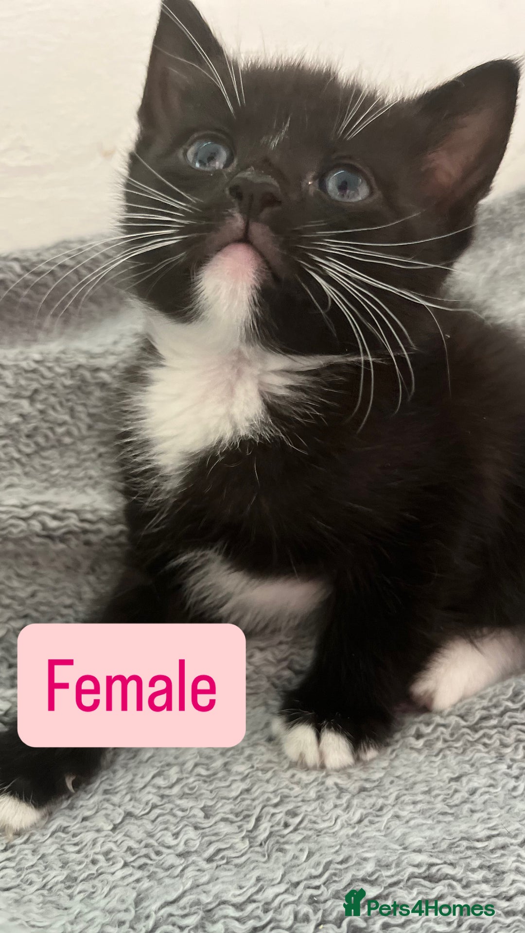 Mixed Breed cats for sale: Two handsome males and one stunning female kitten - Image 4