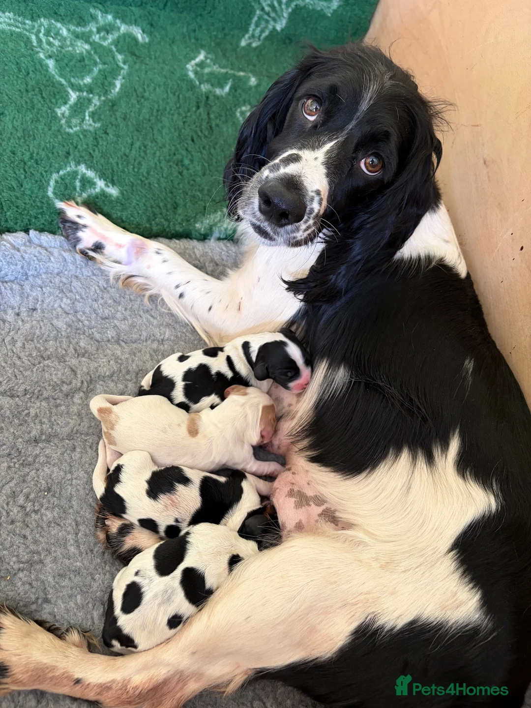Sprocker dogs for sale: sprocker puppies in Leominster - Advert 1