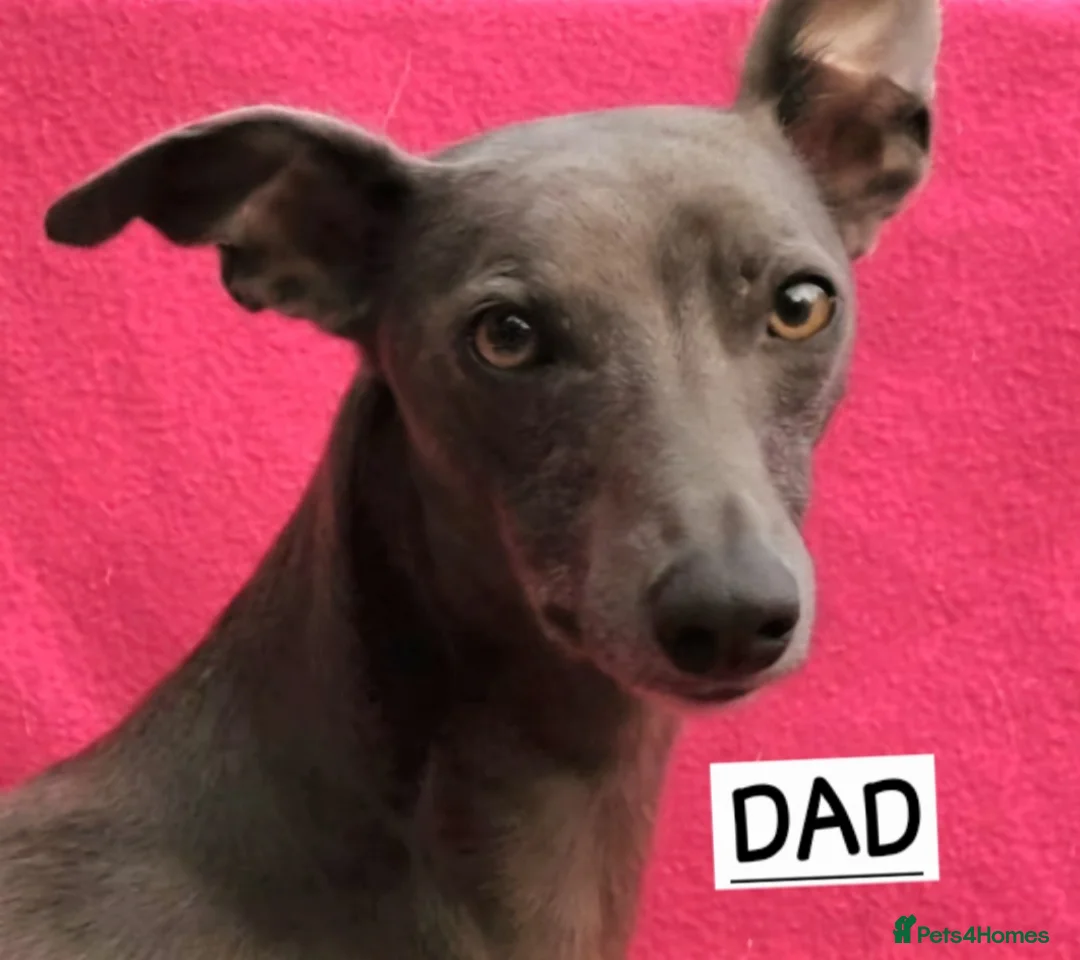 Whippet dogs for sale: Pedigree Whippet Blue Puppies - Advert 10