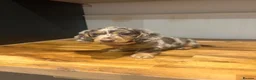 Miniature Dachshund dogs for sale: Miniature long-haired Dachshund Pups  - Advert 7