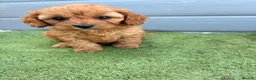 Cavapoo dogs for sale: Cavapoo - Advert 10