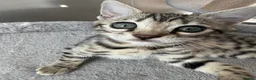 Bengal cats for sale: 9 weeks old bengal kitens - Advert 8