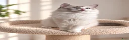 Ragdoll cats for sale: 🐾 Beautiful Ragdoll Kittens for Sale 🐾 - Advert 15