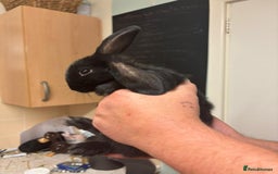 Mixed Breed rabbits for sale: 4 baby rabbits  - Image 2