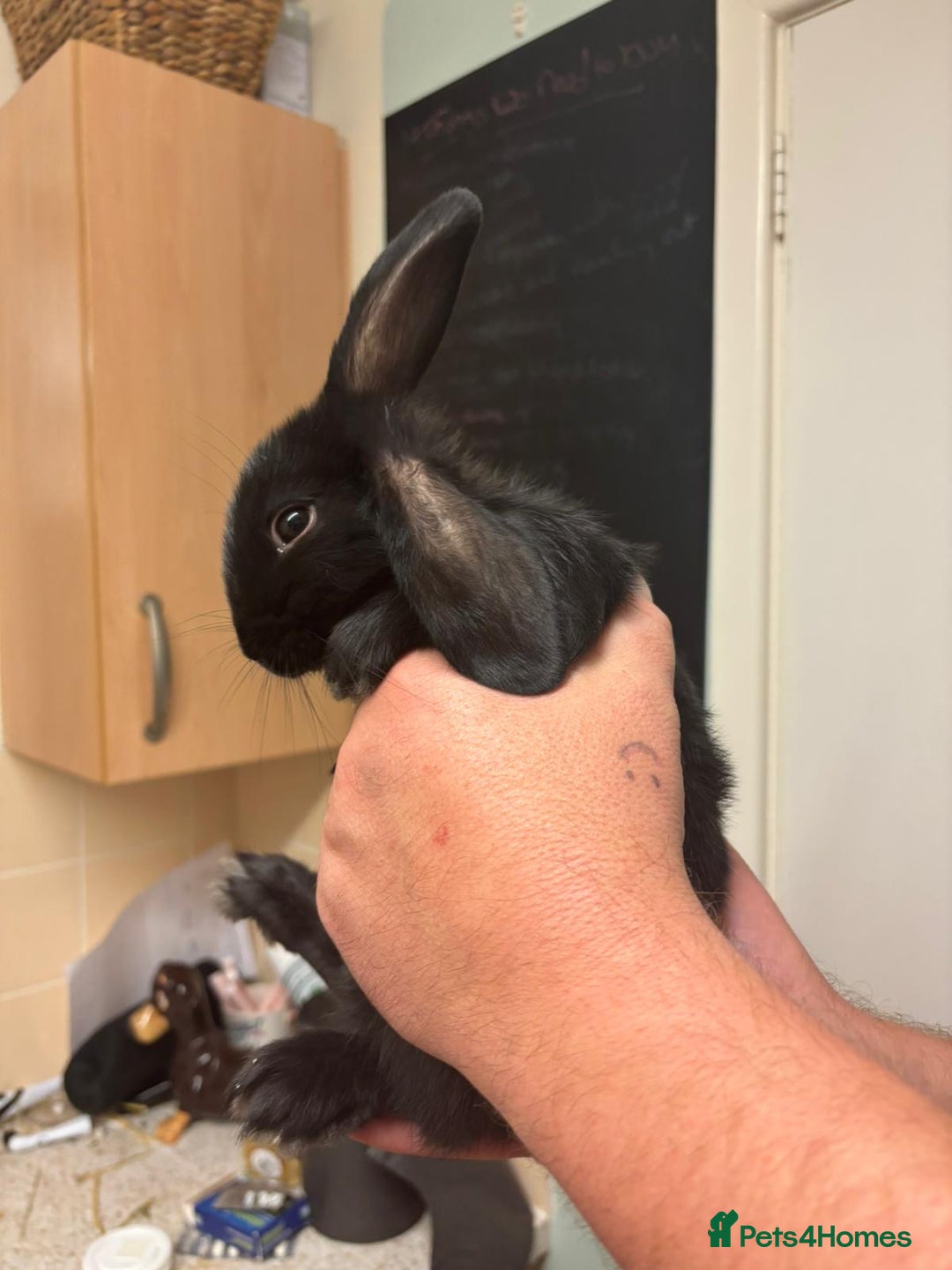 Mixed Breed rabbits for sale: 4 baby rabbits  - Image 2