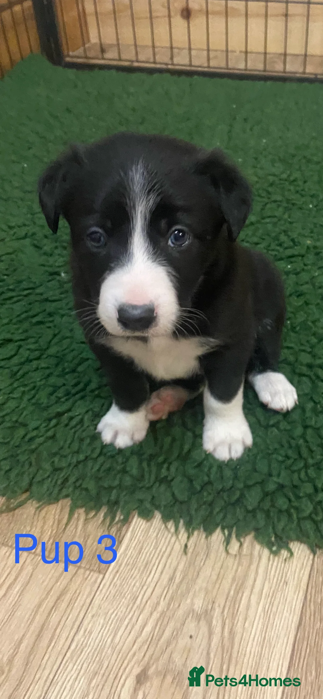Border Collie dogs for sale: Border collies ISDS registered - Advert 2