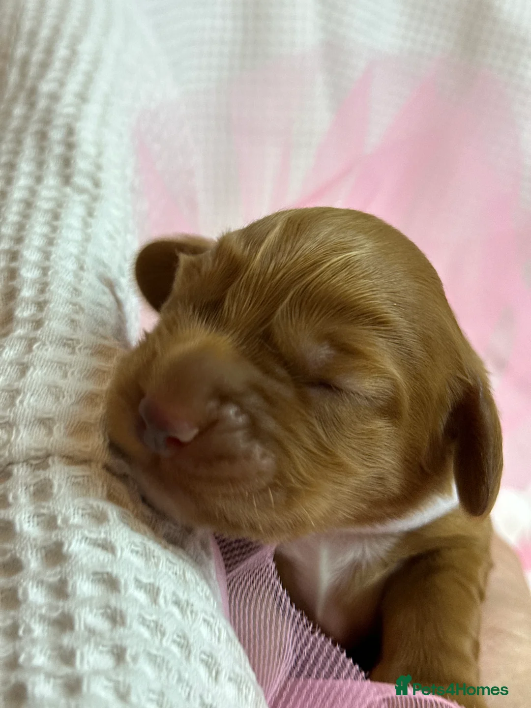 Cocker Spaniel dogs for sale: Stunning Cocker Spaniel puppies - Advert 3
