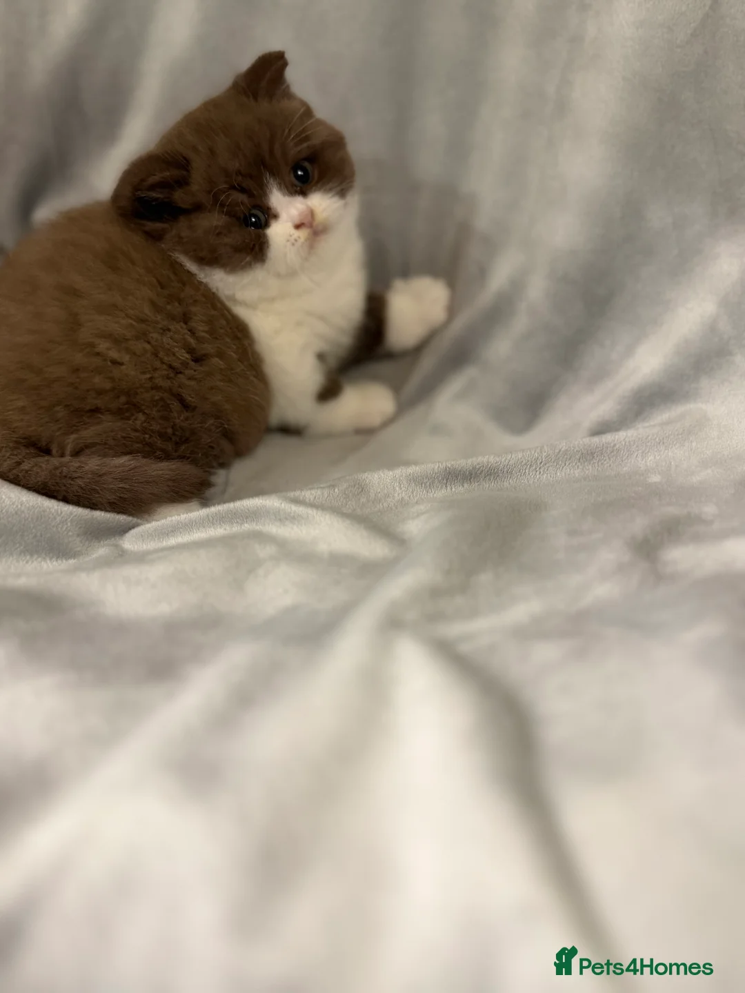 British Shorthair cats for sale: Full Pedigree Registered BSH  - Advert 13
