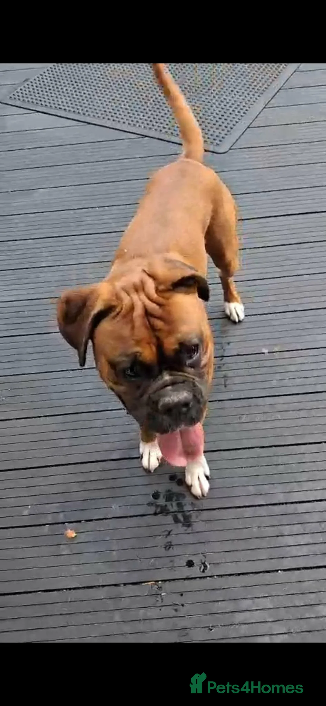 Mixed Breed dogs for sale: Shepherd Boxer in Preston - Advert 2