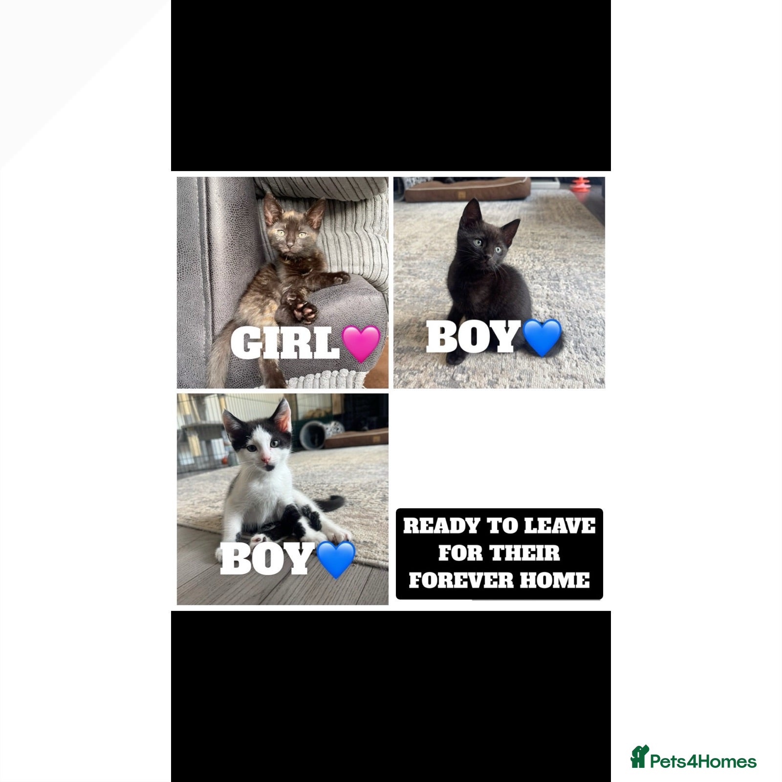 Domestic Shorthair cats READY TO LEAVE FOR THEIR FOREVER HOME 💖💙💙 - Advert 23