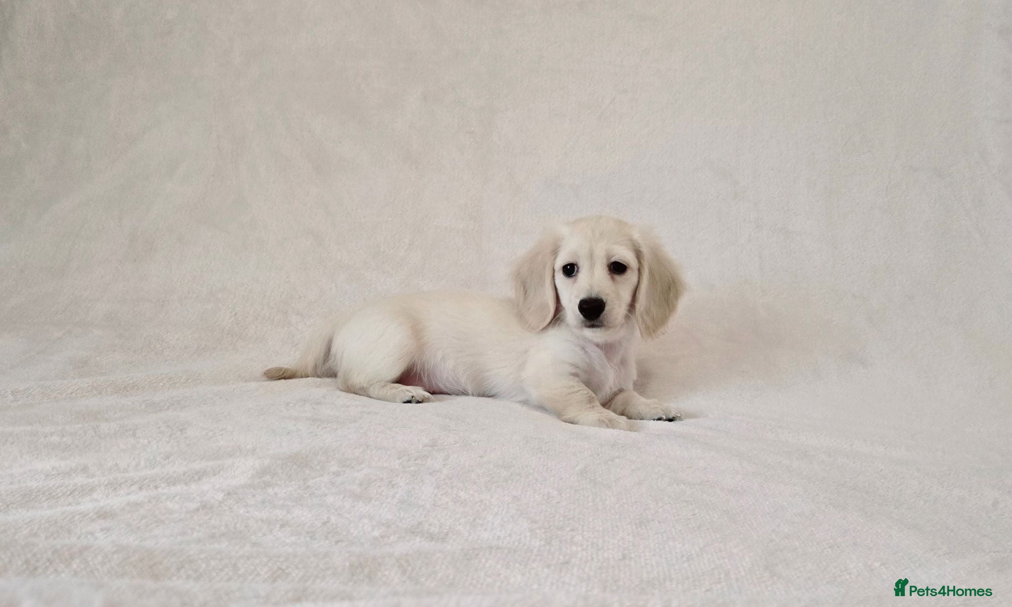 Miniature Dachshund dogs Rare Cream Longcoat Miniature Dachshund Puppies - Advert 1