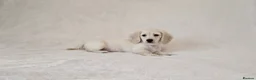 Miniature Dachshund dogs for sale: Rare Cream Longcoat Miniature Dachshund Puppies - Advert 6
