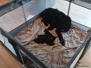 Giant Schnauzer dogs for sale: Ready Soon.Giant Schnauzer Puppies - Advert 1