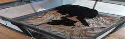 Giant Schnauzer dogs for sale: Ready Soon.Giant Schnauzer Puppies - Advert 1