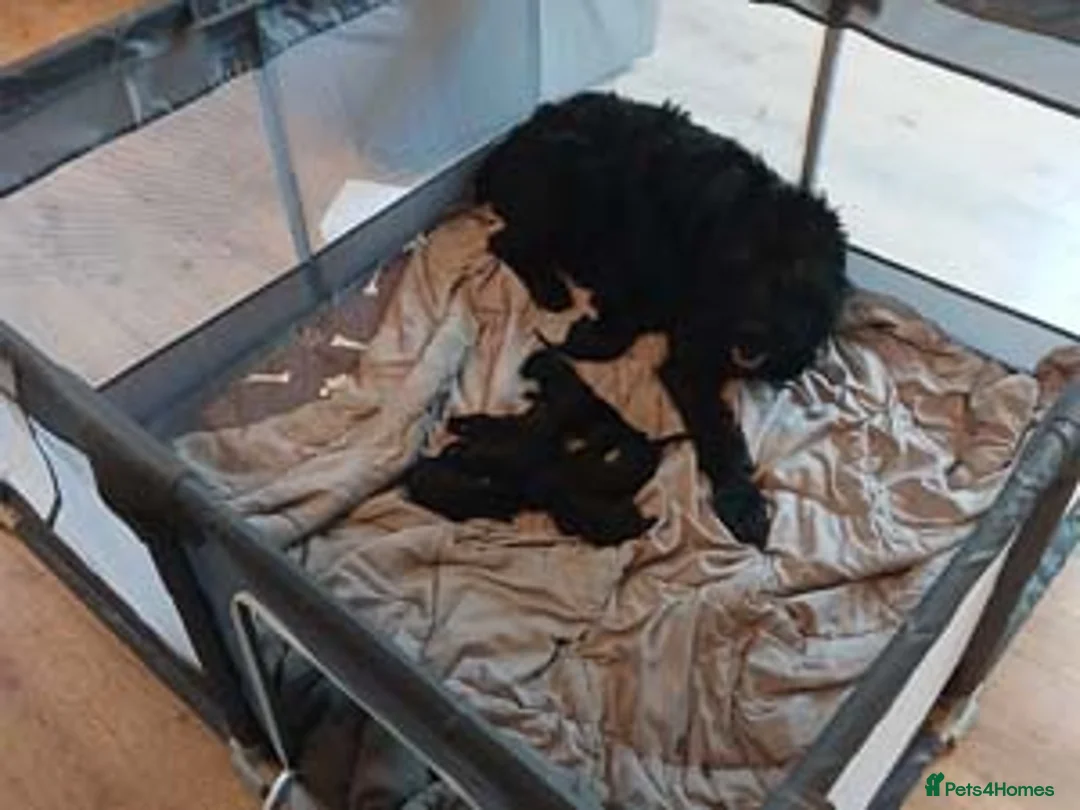 Giant Schnauzer dogs for sale: Ready Soon.Giant Schnauzer Puppies - Advert 1