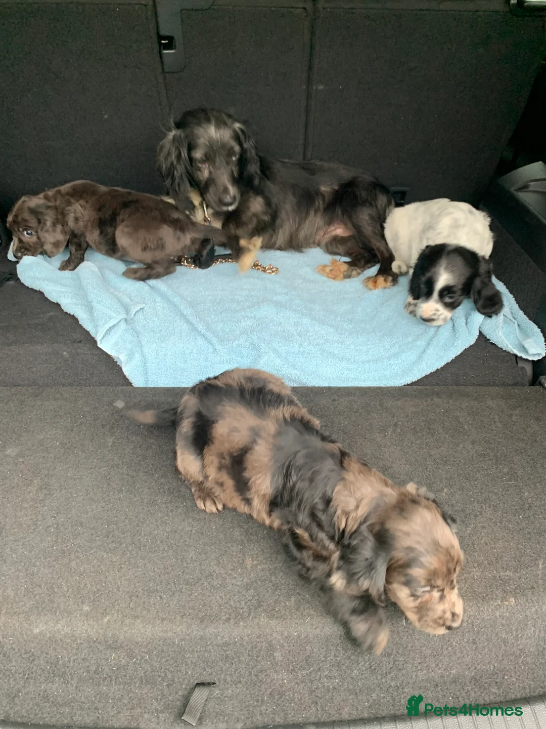 Cocker Spaniel dogs for sale: Cocker spaniel  show type in Longfield - Advert 2