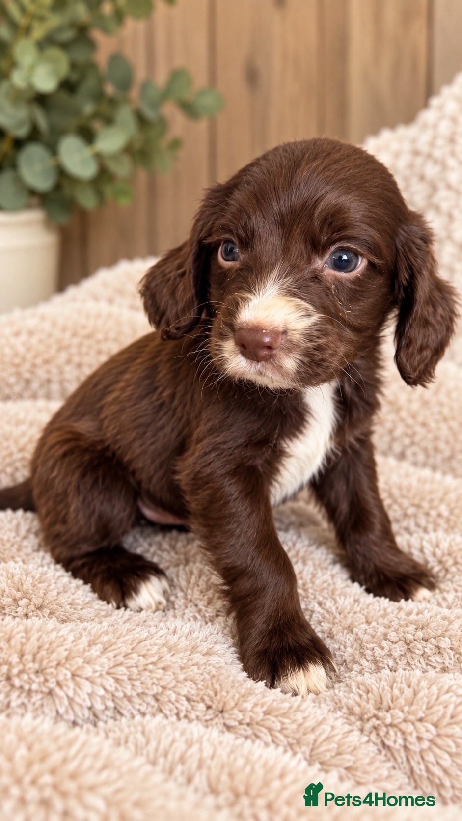 Cocker Spaniel dogs LAST BOY!! Chocolate cocker spaniel pups  - Advert 1