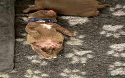 Mixed Breed dogs for sale: French bulldog/terrier cross  - Image 12