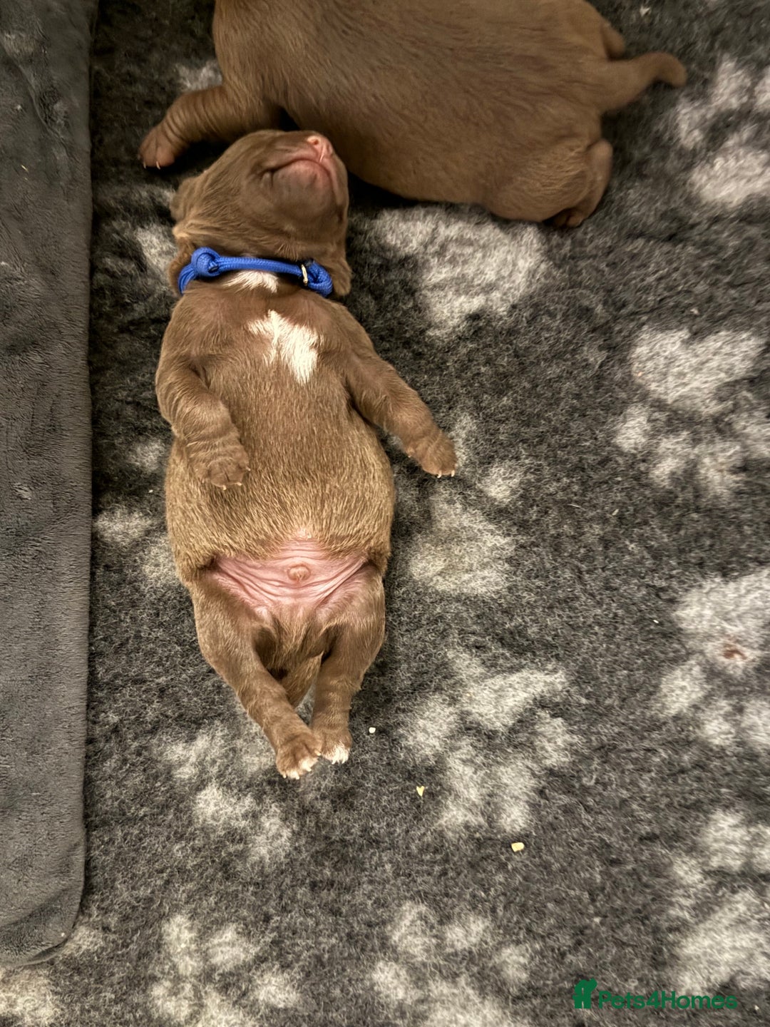 Mixed Breed dogs for sale: French bulldog/terrier cross  - Image 12