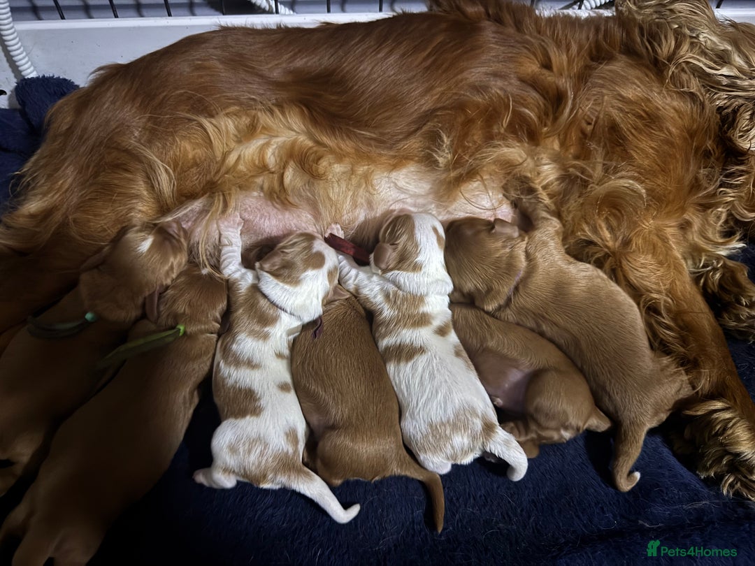 Cavalier King Charles Spaniel dogs for sale: CAVALIER KING CHARLES SPANIEL LICENSED KC HEALTH - Advert 7