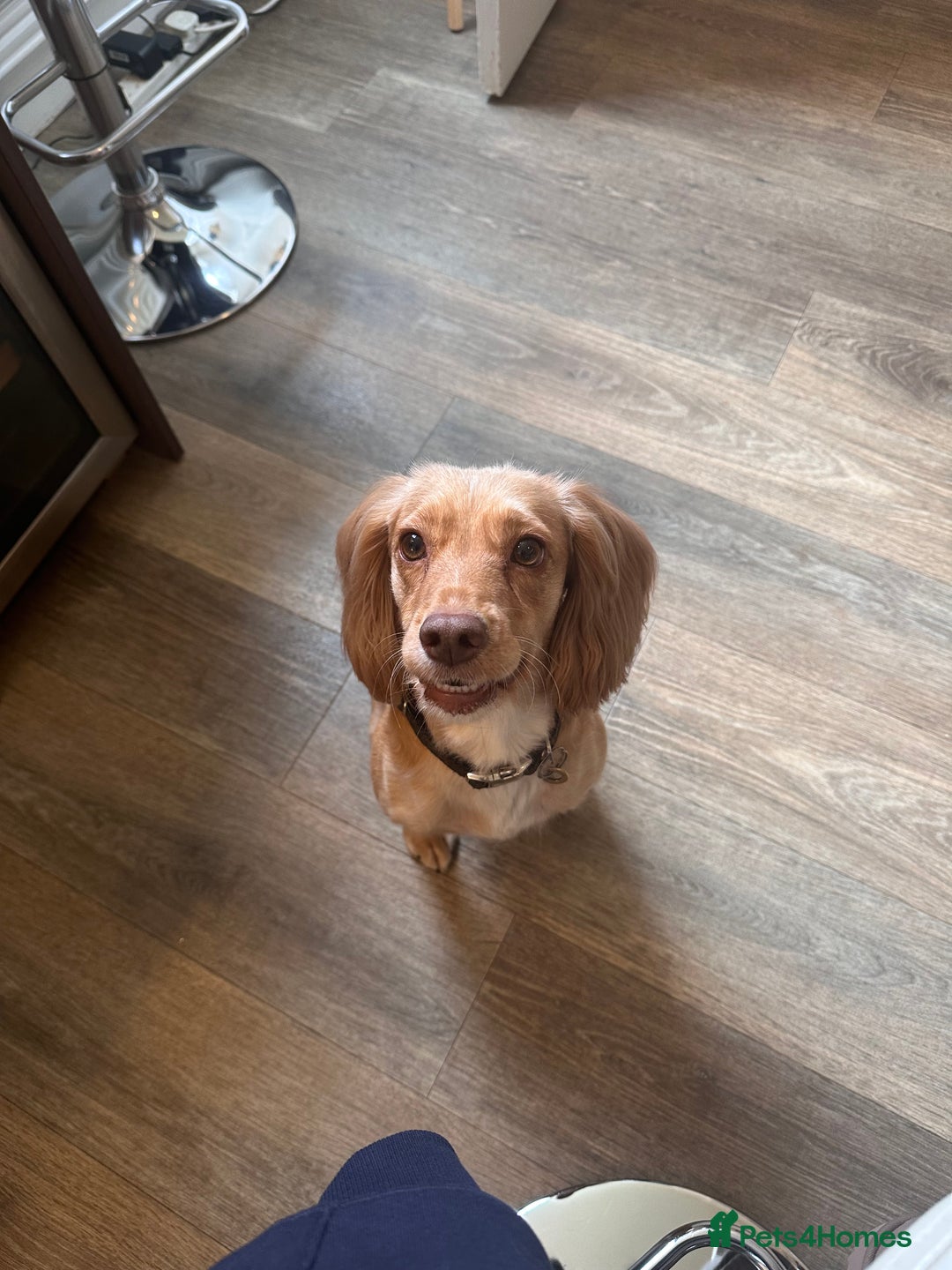 Cockapoo dogs for sale: GORGEOUS F1 TOY COCKAPOO BOY - Advert 2