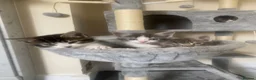 American Shorthair cats for sale: 7 beautiful kittens looking for forever homes  - Advert 10