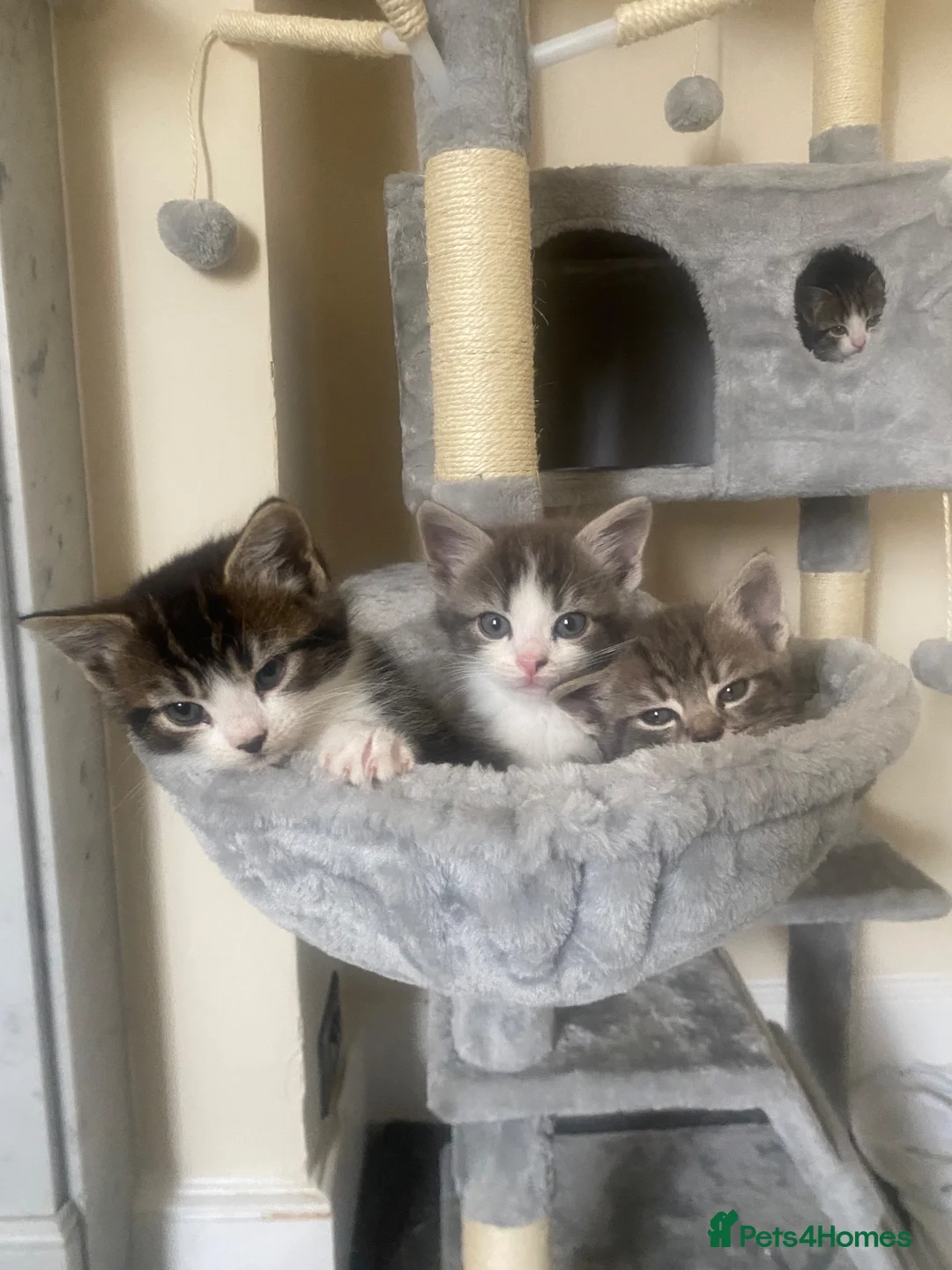 American Shorthair cats for sale: 7 beautiful kittens looking for forever homes  - Advert 10