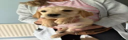 Golden Retriever dogs for sale: Golden Retriever Girls Ready Now - Advert 8