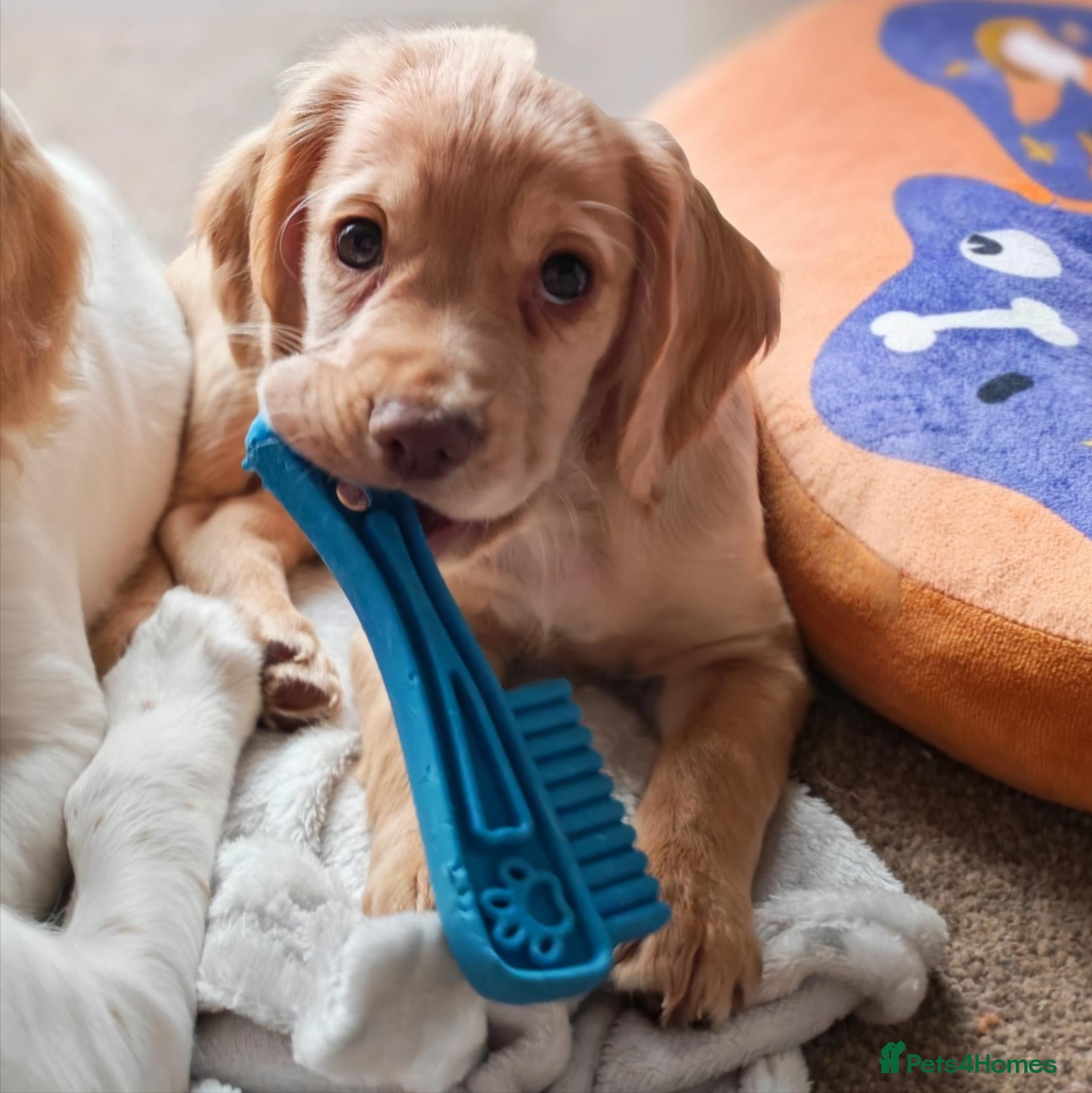 Cocker Spaniel dogs Stunning cocker spaniel puppies READY NOW  - Advert 7