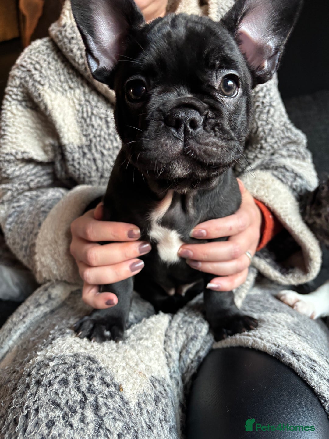 French Bulldog dogs for sale: (Price Reduced, 2 left) French Bulldog Puppies - Advert 26