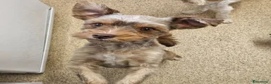 Gina