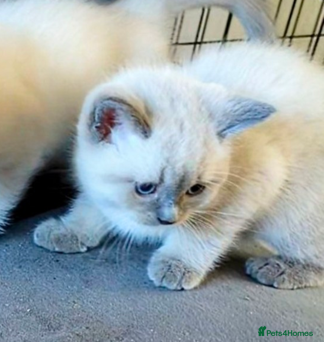 Ragdoll cats for sale: British Ragdoll kittens - Image 9