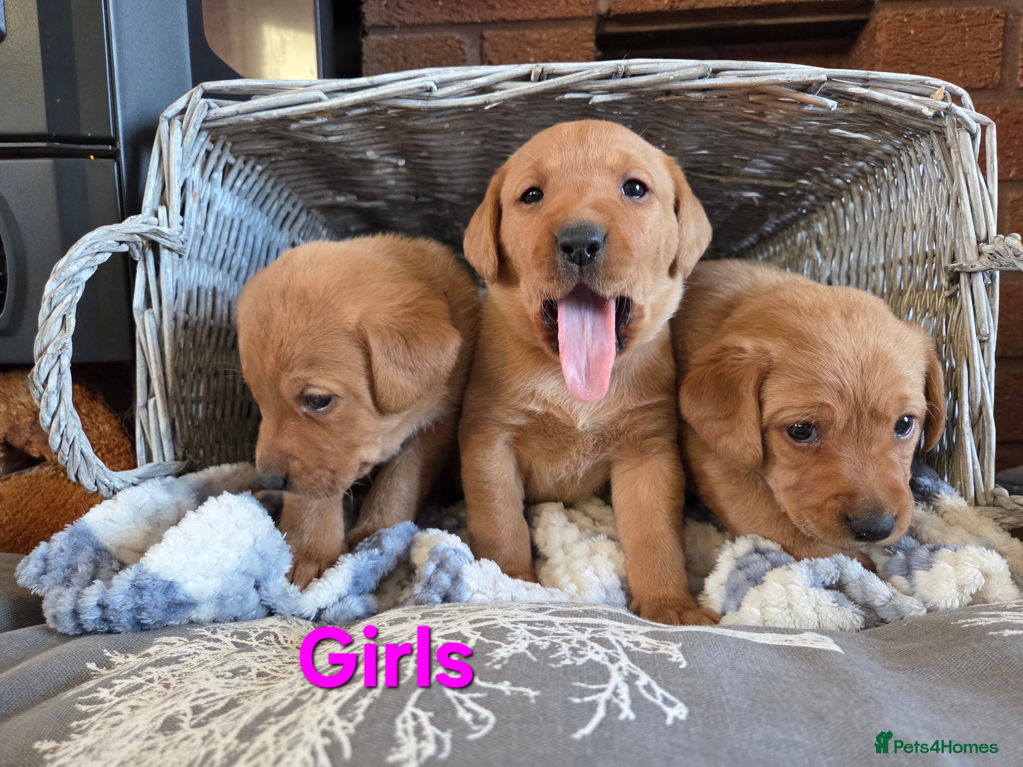 Labrador Retriever dogs Stunning Red fox labrador puppies  - Advert 7