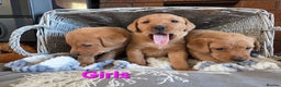 Labrador Retriever dogs for sale: Stunning Red fox labrador puppies  - Advert 1