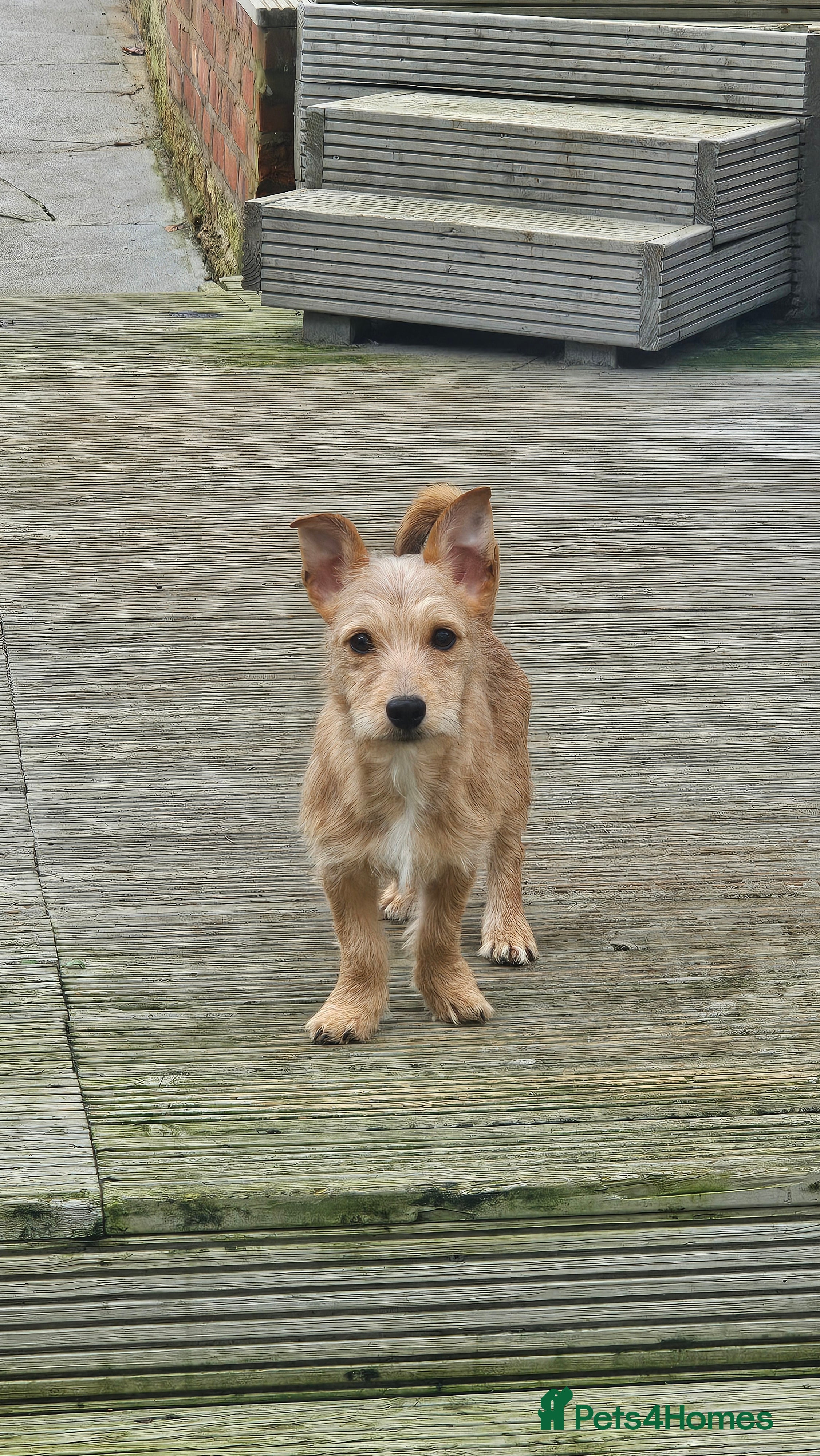 Mixed Breed dogs Jack Chi - Advert 19