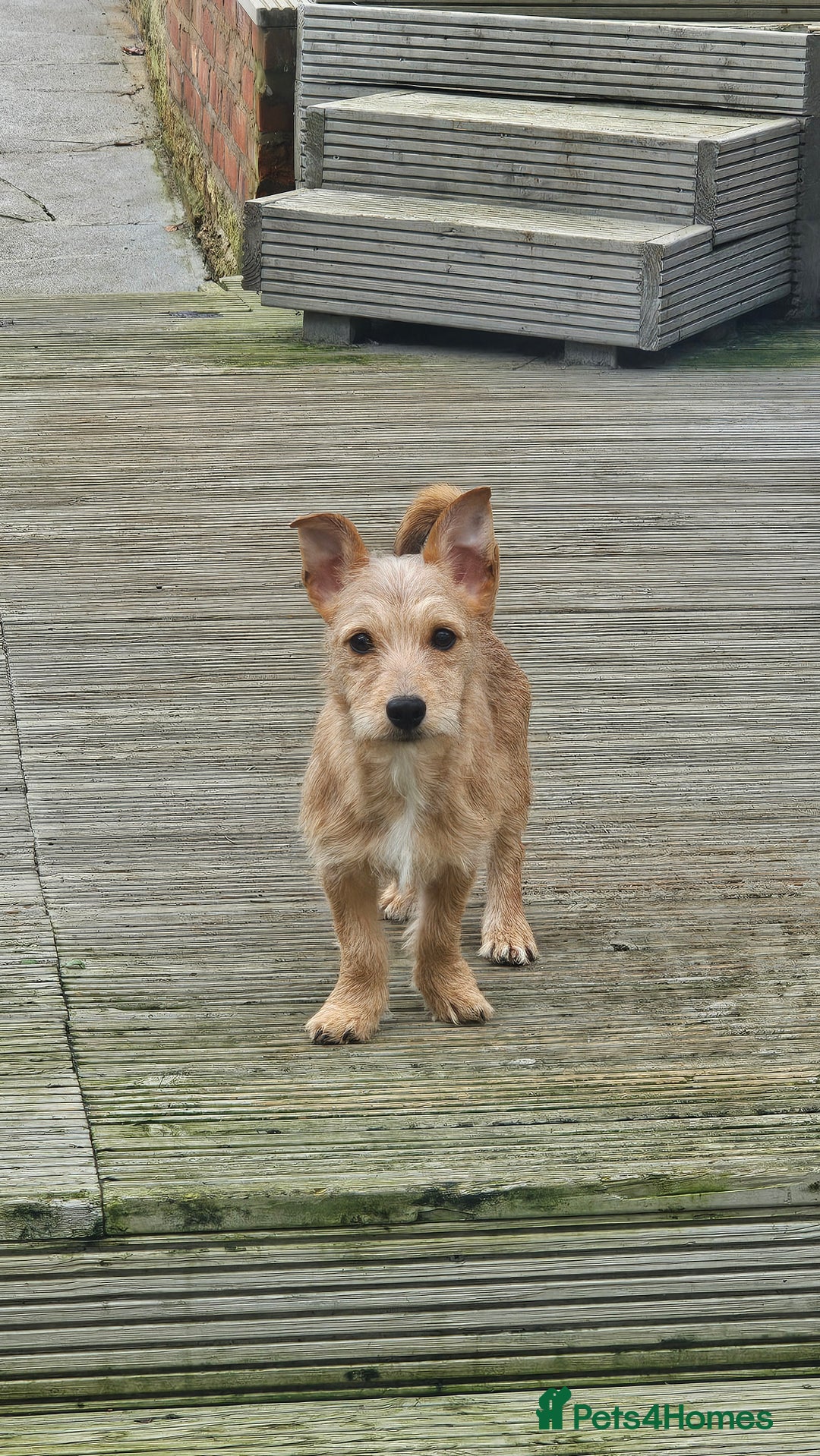 Mixed Breed dogs for sale: Jack Chi - Advert 1