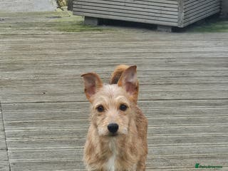 Mixed Breed dogs Jack Chi - Advert 8