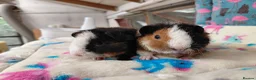 Guinea Pig rodents for sale: Baby Longhaired/Teddy Boars/Brothers RTR - Advert 6